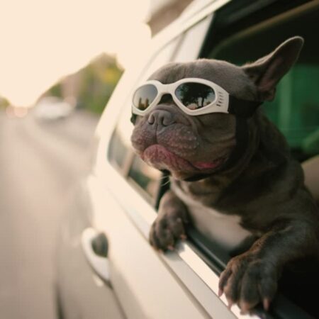 Pet Pictures - Content Creation